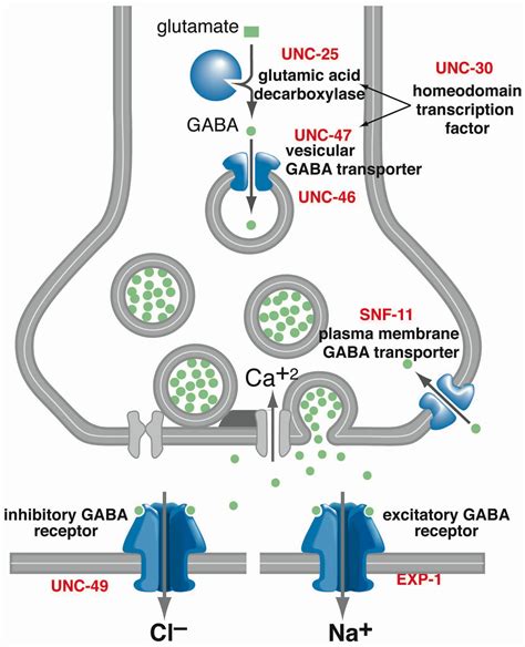 GABA .